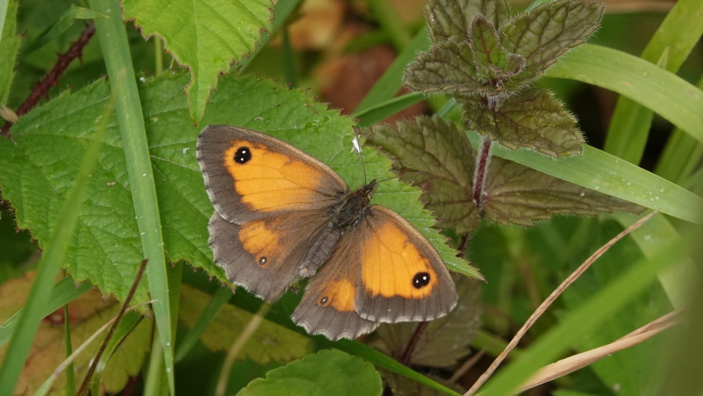 Biodiversity Updates 2022-2023